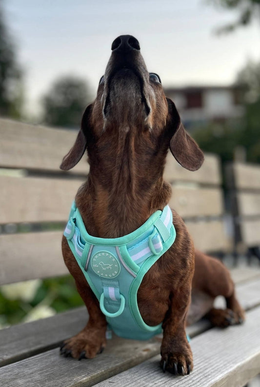 No Pull Dog Harness - Turquoise